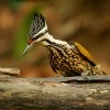 Datel zlatohrbety - Dinopium javanense - Common Flameback o4021